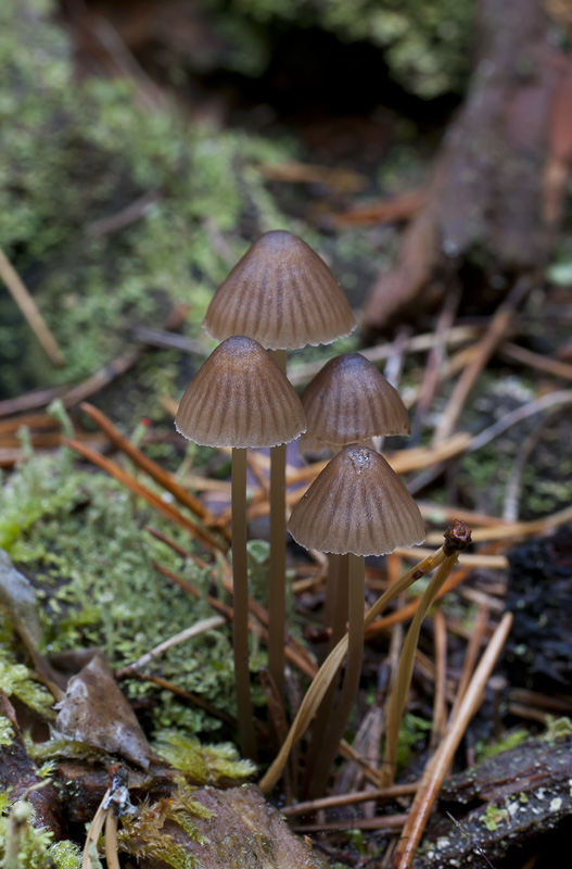 Mycena stipata